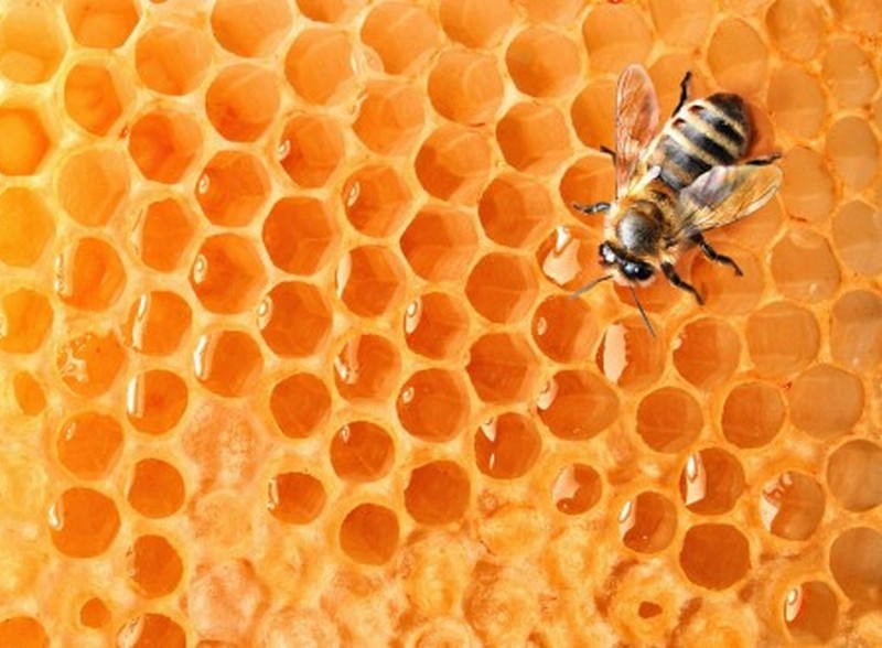 Липчанам дадут денег на пчел 