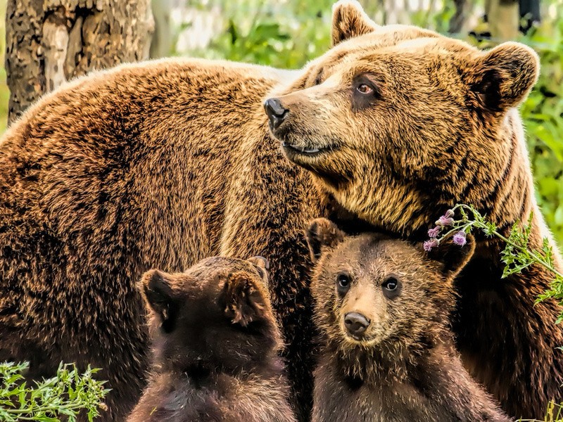 Липецкий зоопарк отпраздновал день рождения медведицы