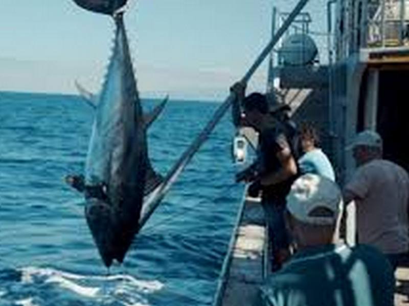 Как в Испании ловят тунца в море и почему этот процесс можно назвать захватывающим? 