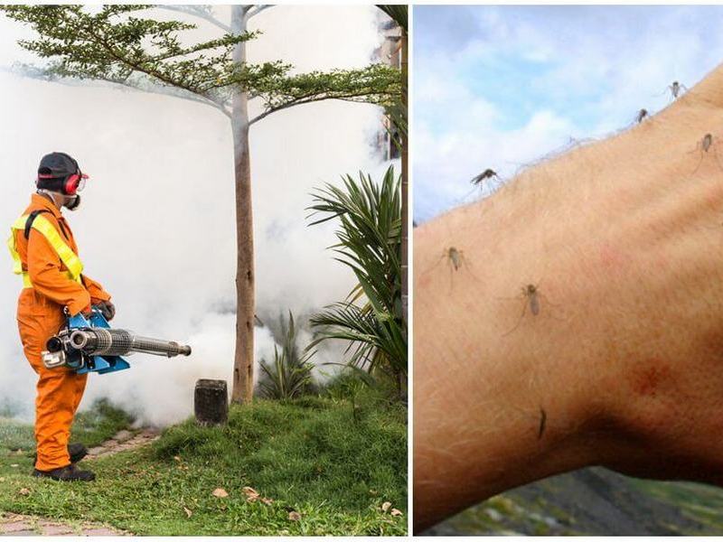 Как обработать участок от комаров - услуги Центра дезинфекции и гигиены ЗАРЯ