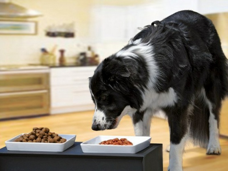 Чем правильно кормить собаку?