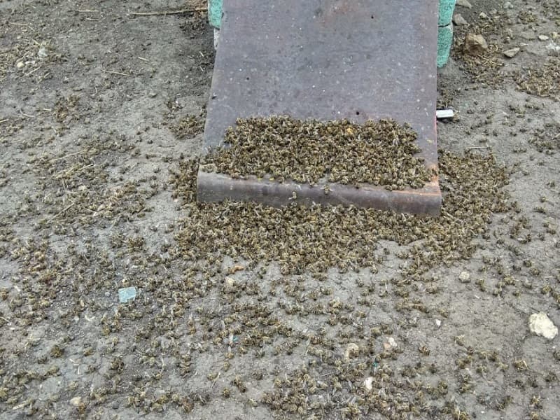В Липецкой области массово гибнут пчелы