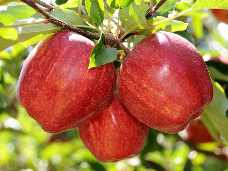 Потребительская корзина: где искать ароматные плоды на яблочный спас