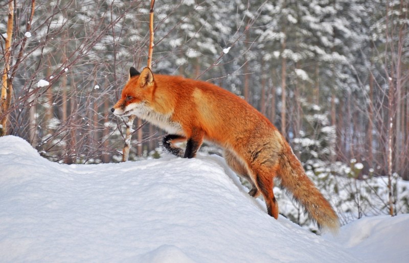 В Липецкой области продолжается отстрел красной лисицы 
