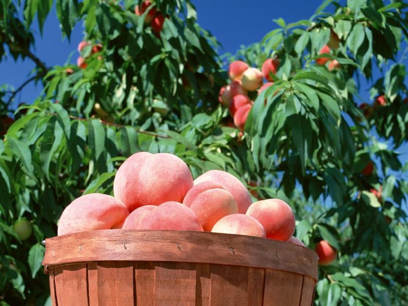 Потребительская корзина: ищем "персидские яблоки" в Липецке