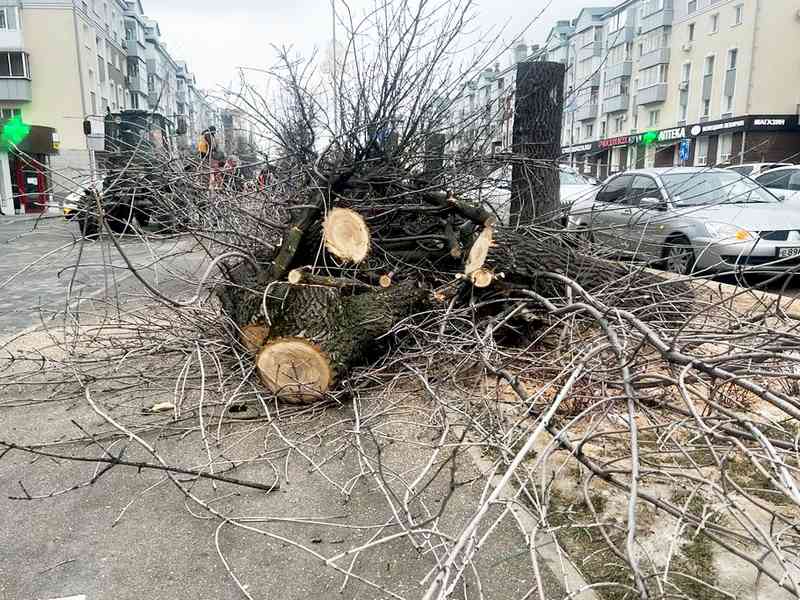 В Липецке спилили деревья на улице Зегеля