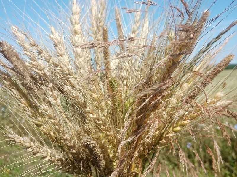 В Липецкой области началась уборка зерновых