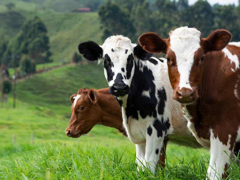 Молочным фермам выплатят больше 450 миллионов рублей