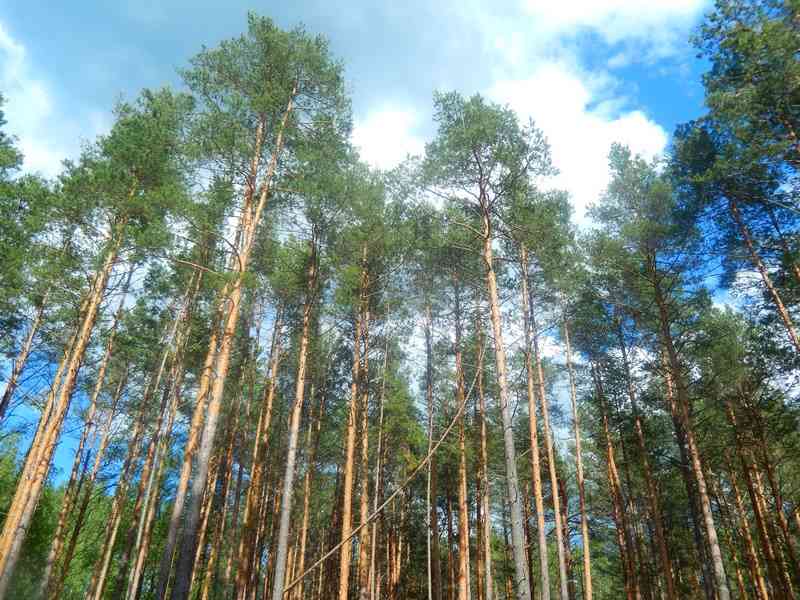 В Липецкой области заложат 600 гектаров леса