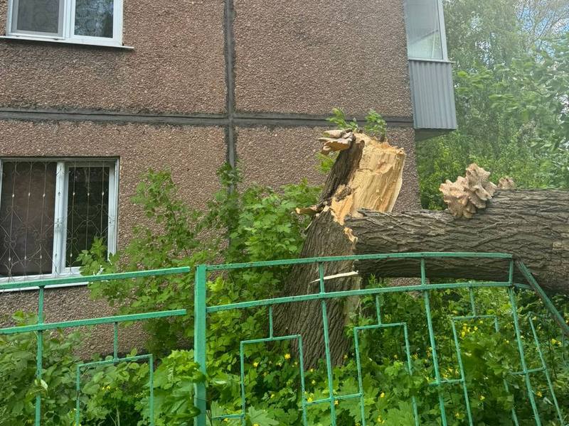 Дерево упало на людей в Липецке