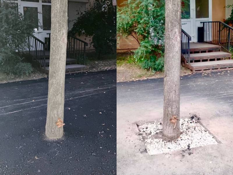 Мэр отреагировал на закатанные в асфальт деревья в Липецке