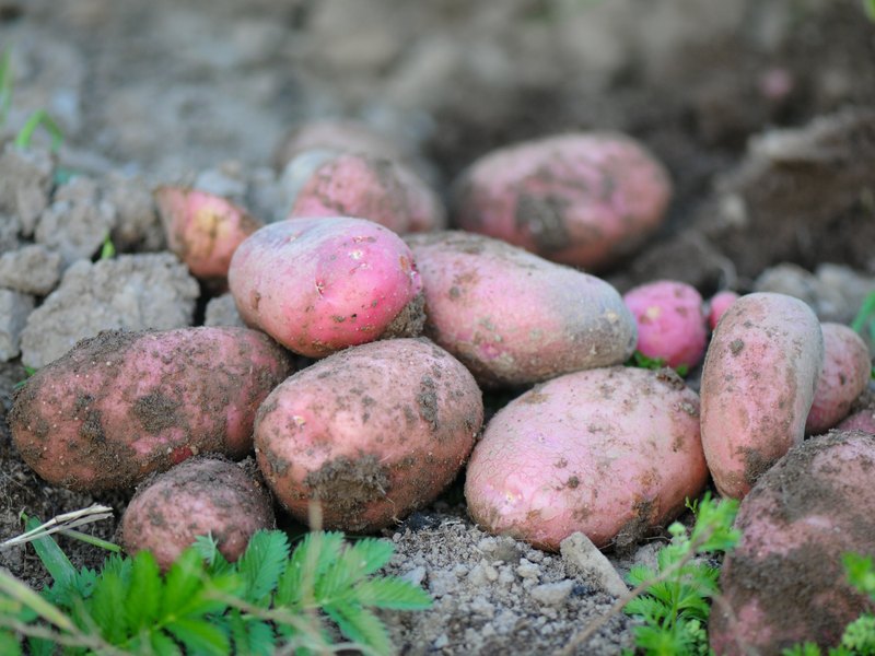 Липецкие фермеры собирают картофельный урожай