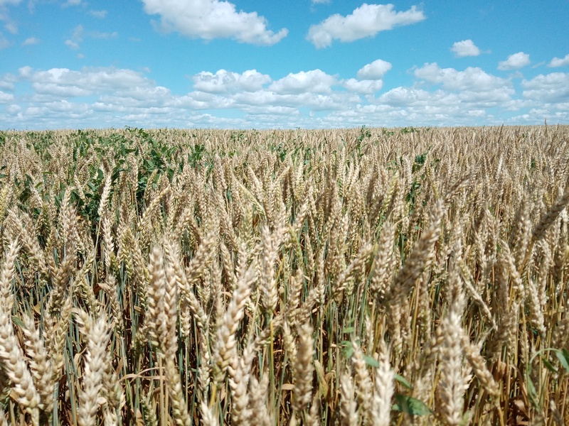 В Липецкой области собран первый миллион тонн зерна