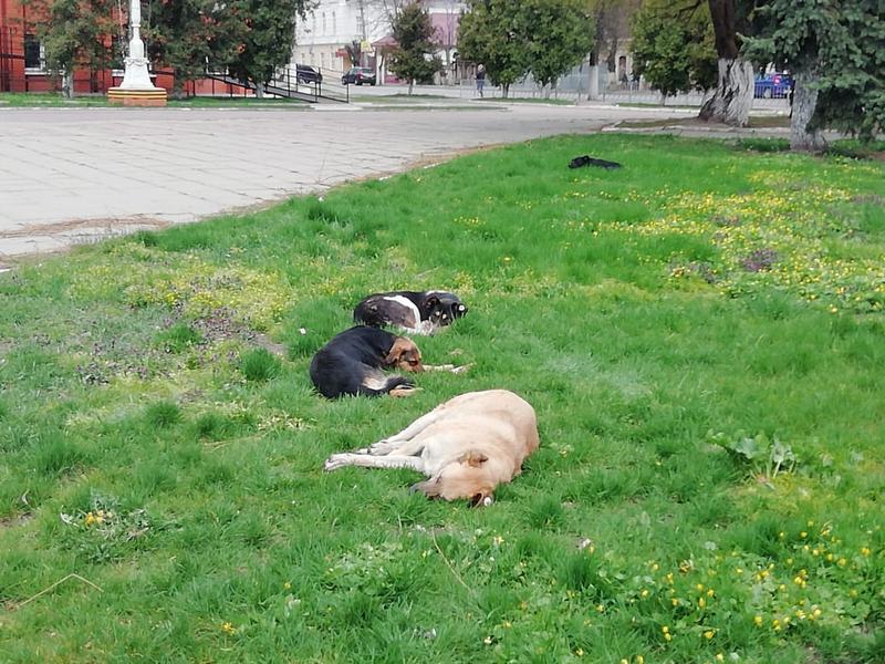 В Липецке появится еще одна площадка для выгула собак