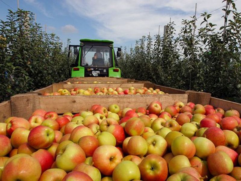 Липчане собрали почти две тысячи тонн яблок