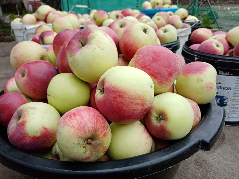 Жители Рязани пытались украсть 350 кг липецких яблок