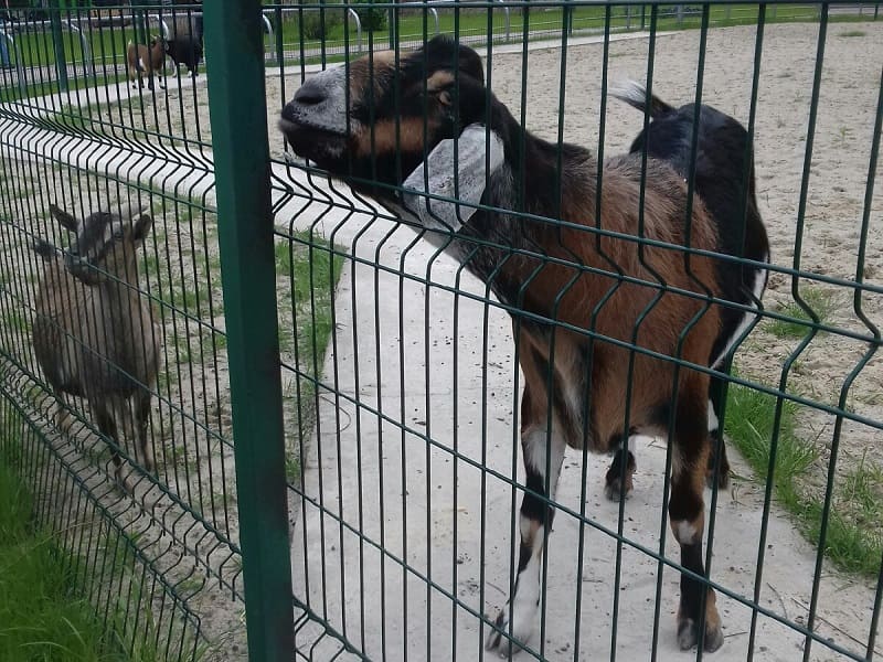 Липецкие полицейские сводили детей в зоопарк