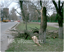 В Курске во время последнего ненастья сильным ветром сломало несколько деревьев. Бригадам рабочих пришлось экстренно расчищать заваленные проезжие части.