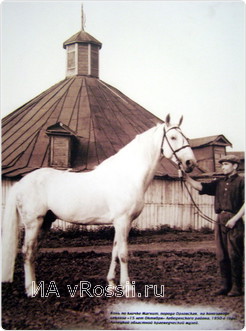 Конь по кличке Магнит, порода Орловская. На конезаводе совхоза 