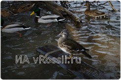<em>Утка-мандаринка на речке Липовка в Липецке </em>