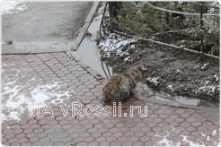 Животным, конечно, снег и зима не в радость