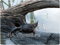 Выхухоль (фото И. Шпиленок) 