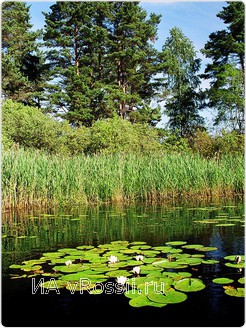 НП 