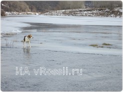 Спасение пса 17.02.2016